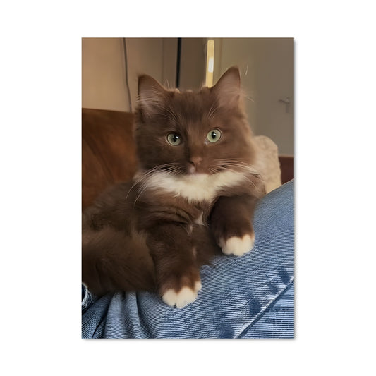 Poster Chat sur les Genoux