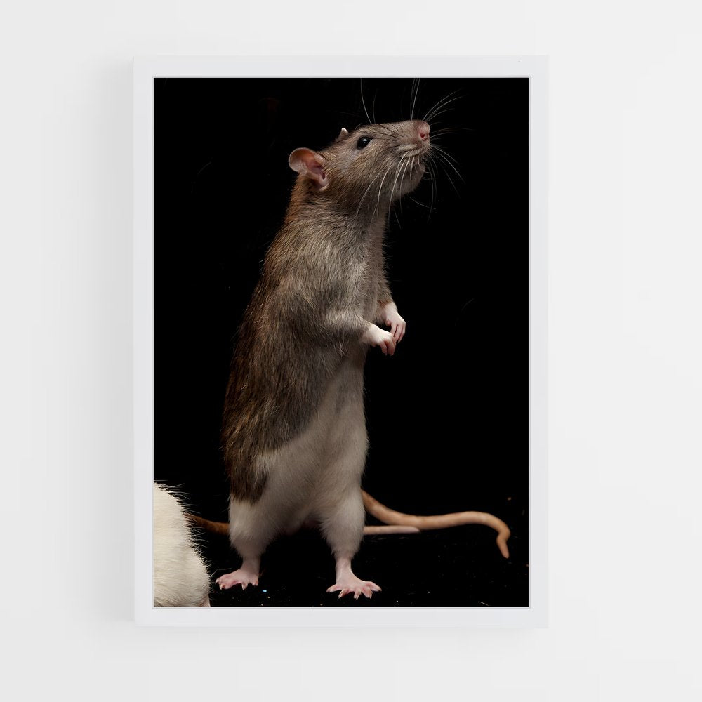 ap-rat-1 cadre Blanc