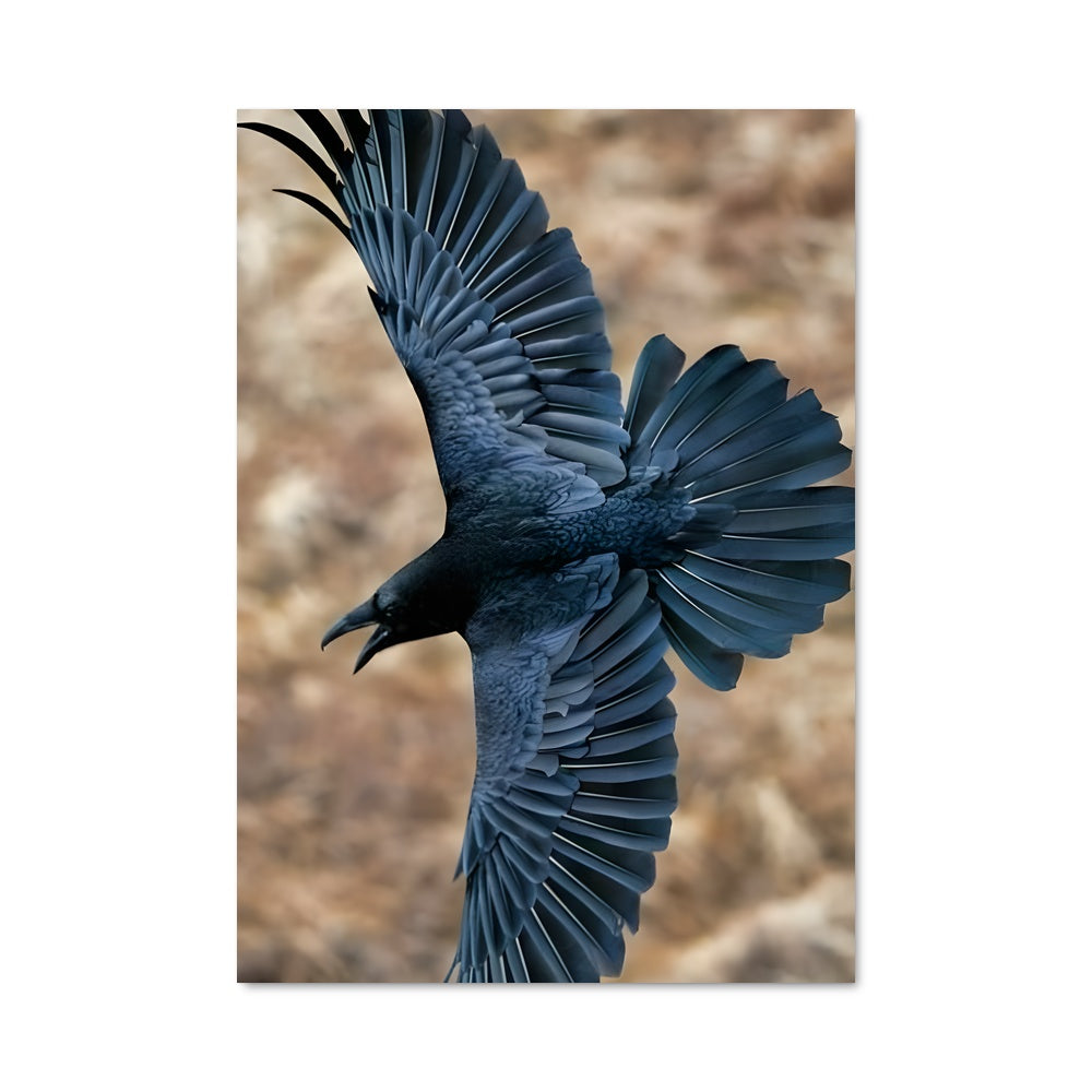 Poster L'Envol du Corbeau