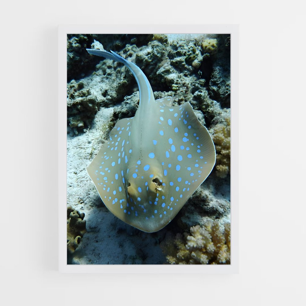 ap-ray-2 cadre Blanc