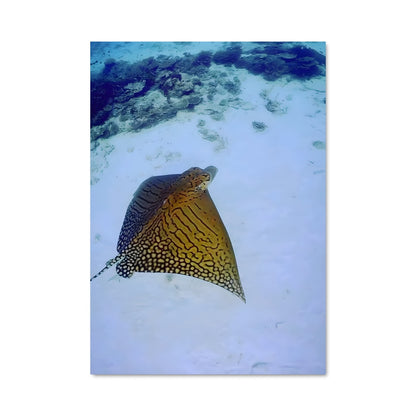 Poster Ray 84237