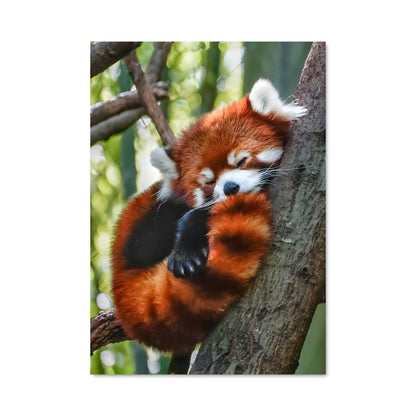 Poster Panda Rêveur