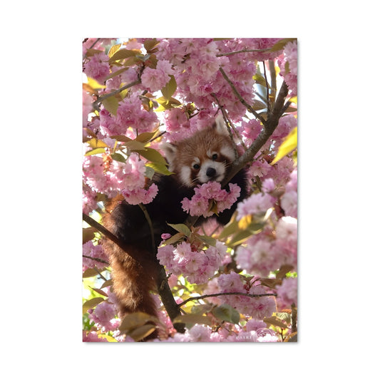 Poster Panda Enchanté