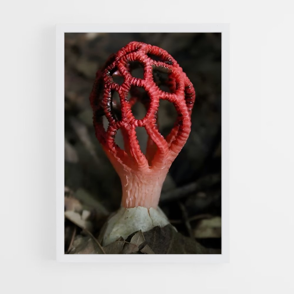 ap-red cage fungus-2 cadre Blanc
