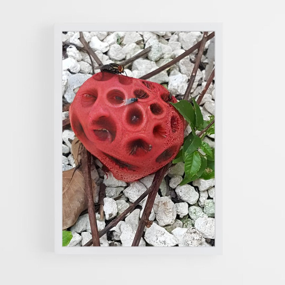 ap-red cage fungus-3 cadre Blanc