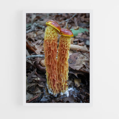 ap-red cage fungus-4 cadre Blanc