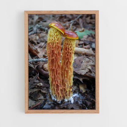 ap-red cage fungus-4 cadre Bois clair