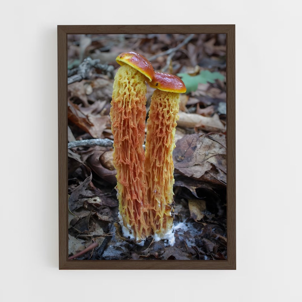 ap-red cage fungus-4 cadre Bois foncé
