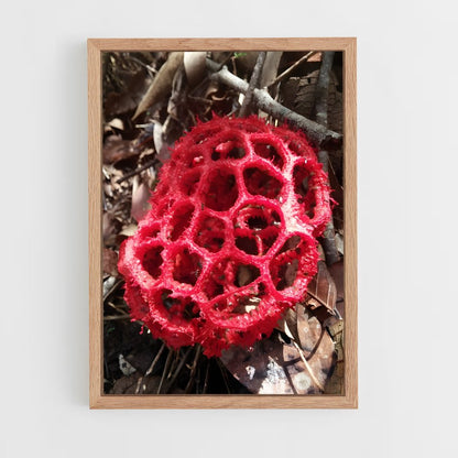 ap-red cage fungus-5 cadre Bois clair