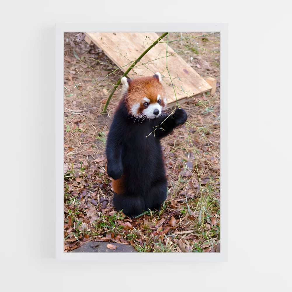 ap-red panda-5 cadre Blanc