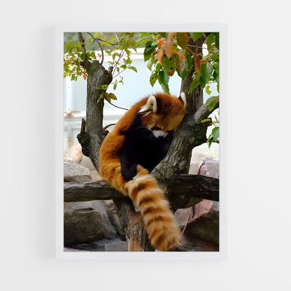 ap-red panda-7 cadre Blanc