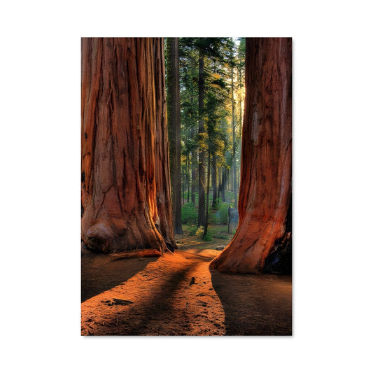 Poster Lumières de Redwood