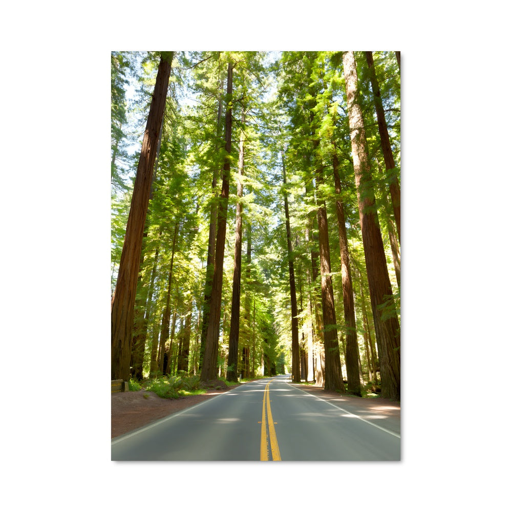 Poster Redwood forest 95003