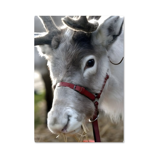 Poster Le Bouc Étoilé