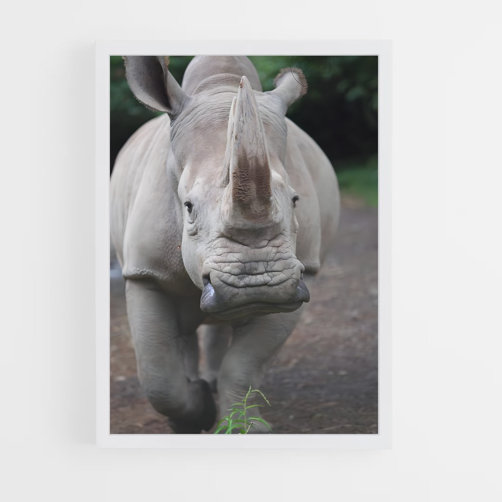 ap-rhinoceros-3 cadre Blanc