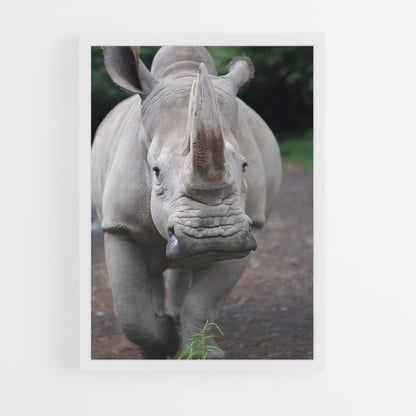 ap-rhinoceros-3 cadre Blanc
