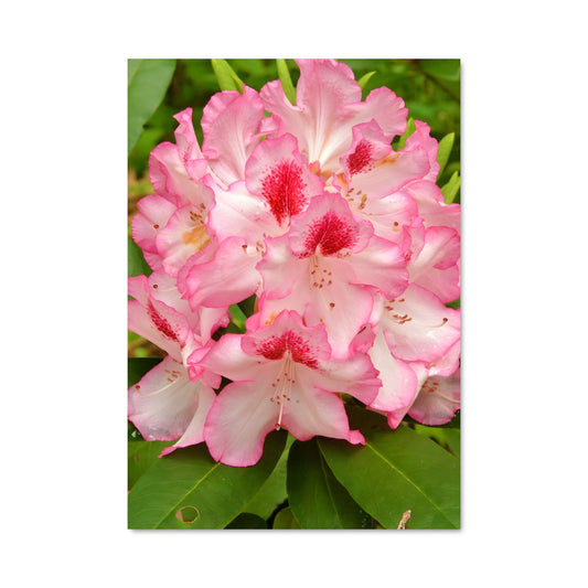 Poster Rhododendron 96709