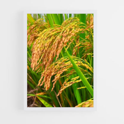 ap-rice-3 cadre Blanc