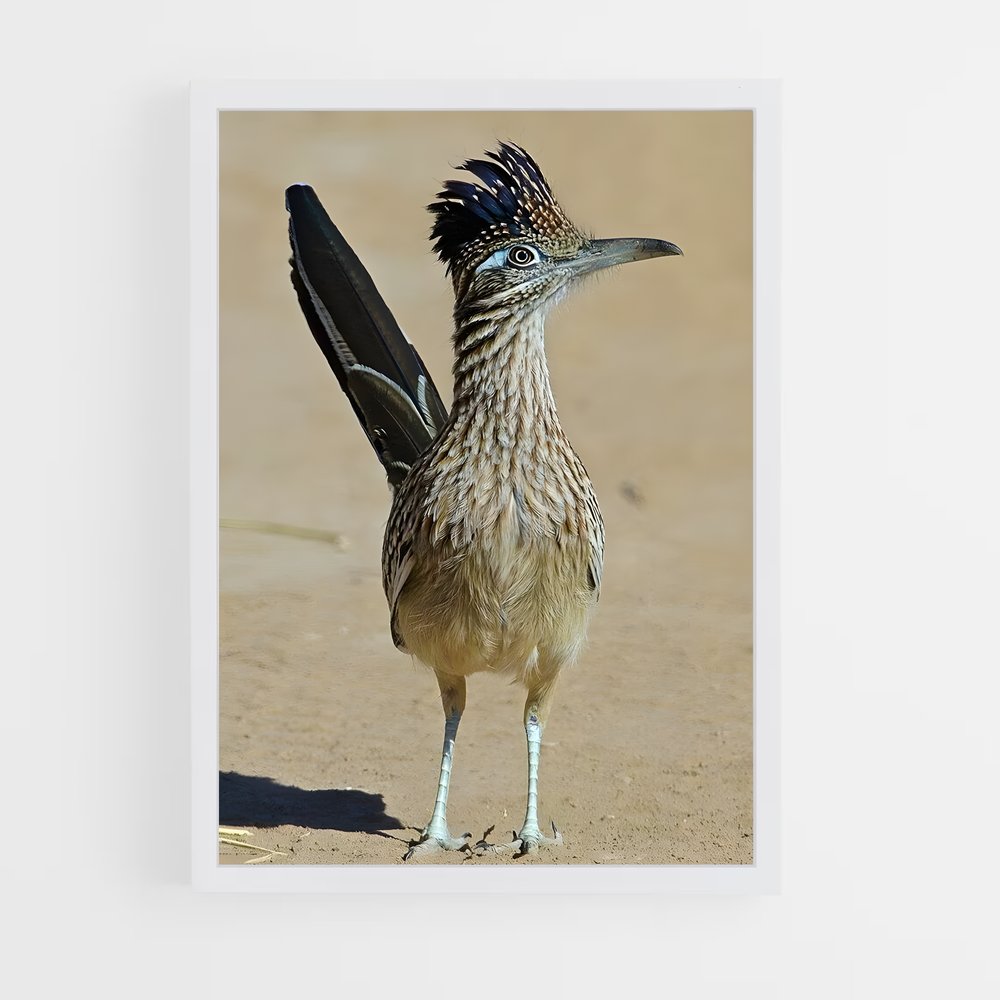 ap-roadrunner-3 cadre Blanc