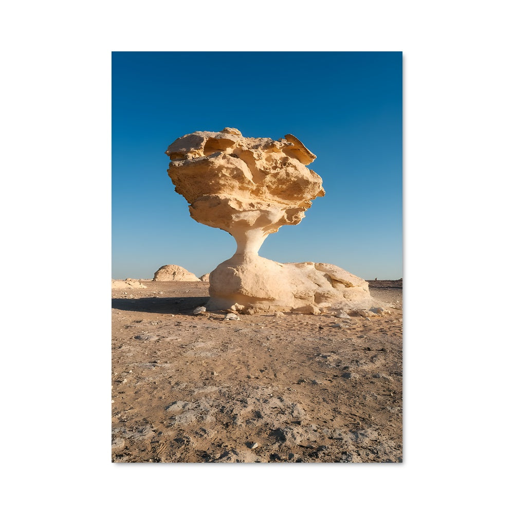 Poster Champignon des Dunes
