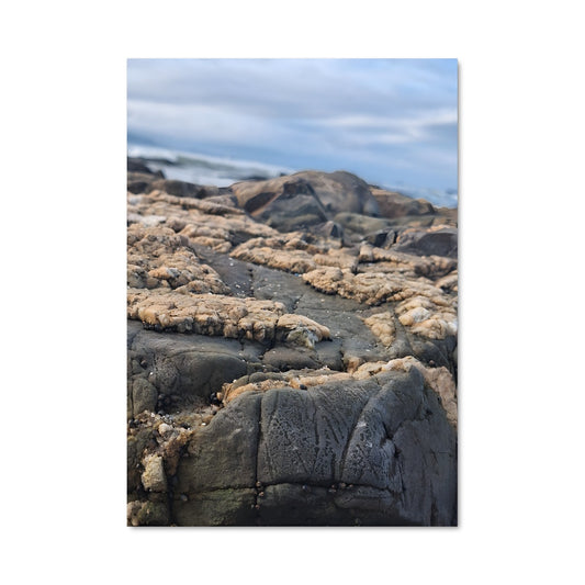 Poster Oiseau des Rochers