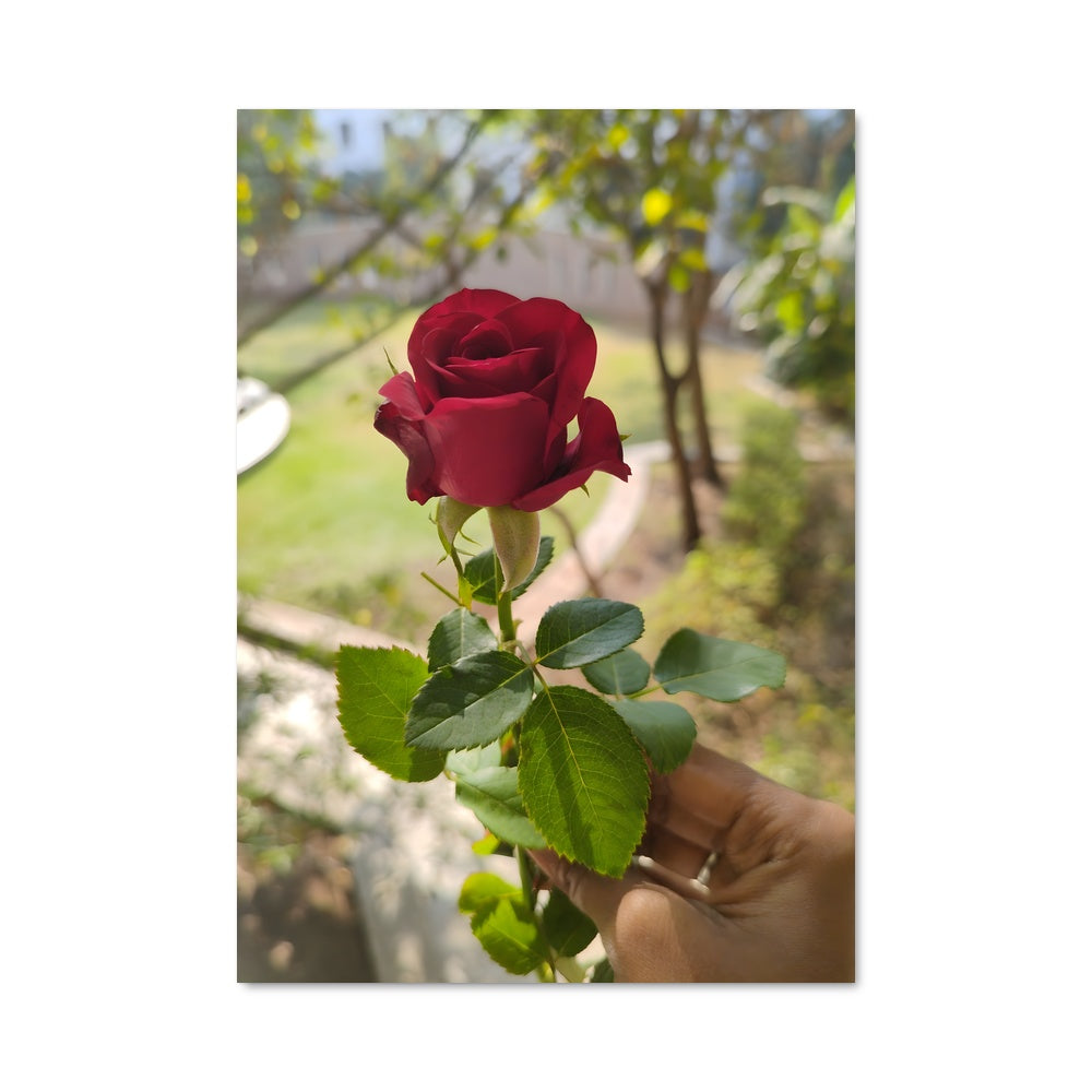 Poster Rose 96713