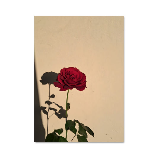 Poster Rose 96719