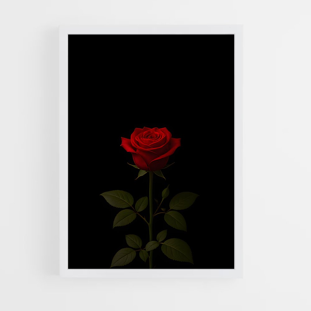 ap-rose-20 cadre Blanc