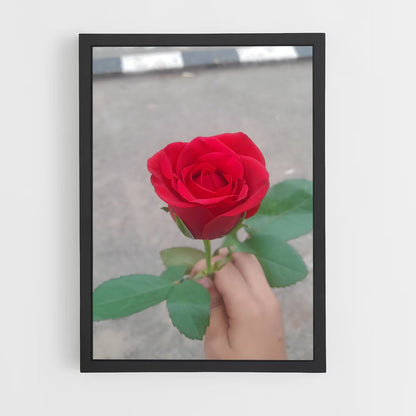 ap-rose-26 cadre Noir