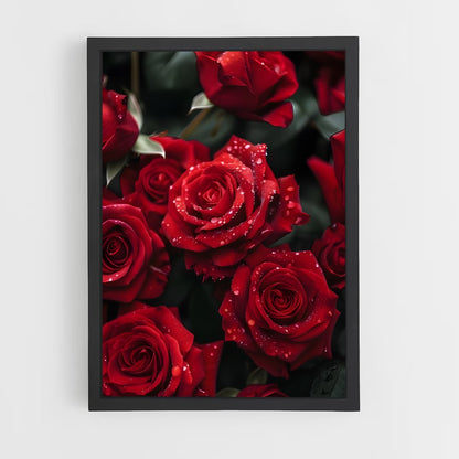 ap-rose-29 cadre Noir