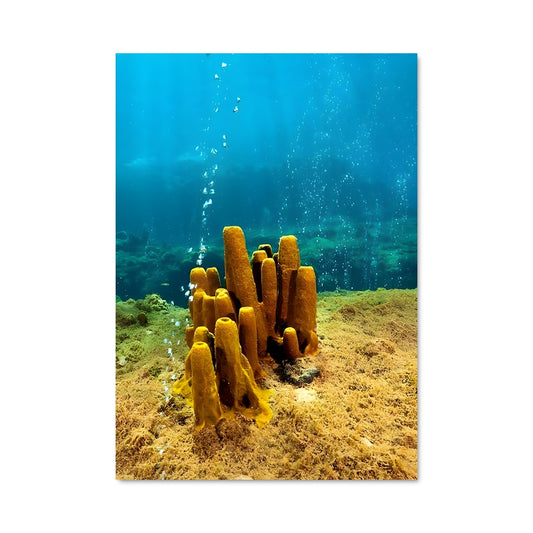 Poster Éclosion Corallienne