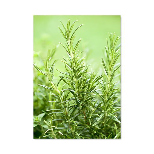 Poster Rosmarinus