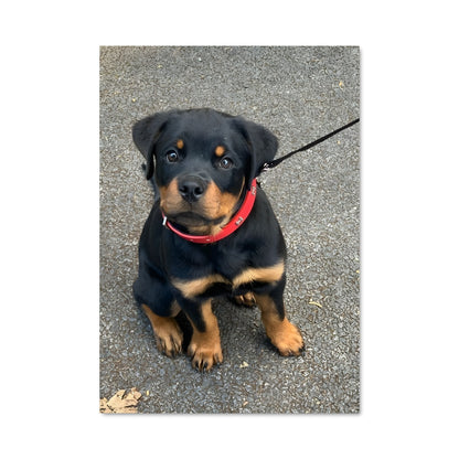 Poster Rottweiler Élégance