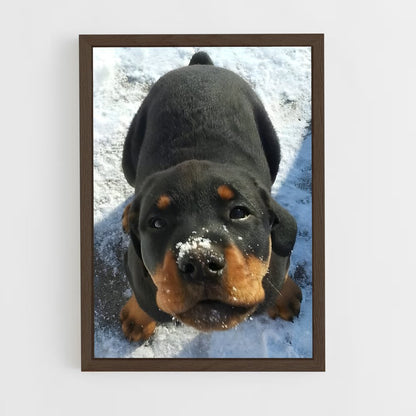 ap-rottweiler-5 cadre Bois foncé