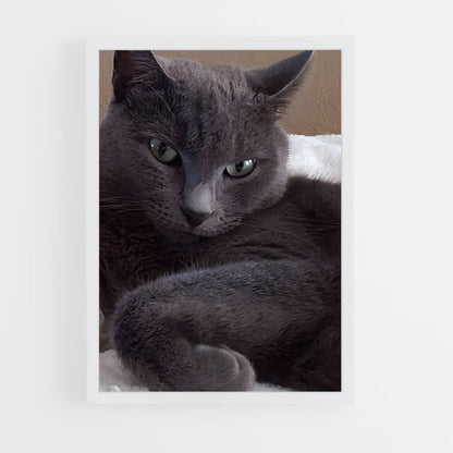 ap-russian blue-3 cadre Blanc