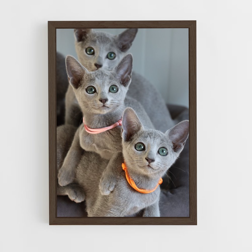 ap-russian blue-4 cadre Bois foncé