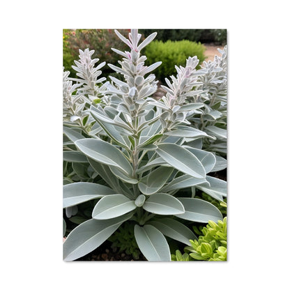 Poster Fleur de Paix