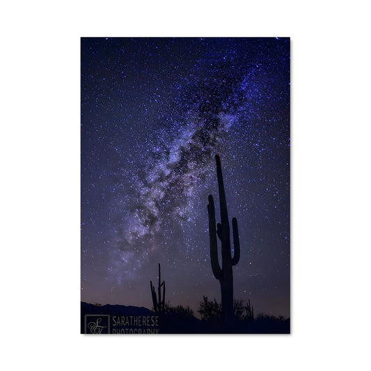 Poster Saguaro Nocturne