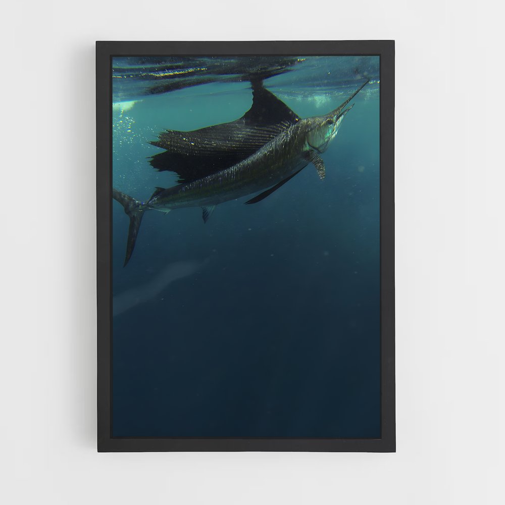 ap-sailfish-4 cadre Noir