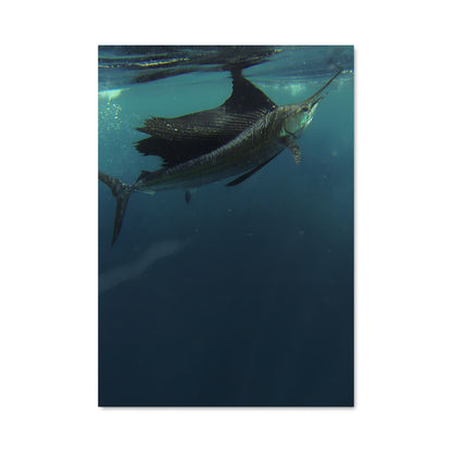 Poster Sailfish 84293