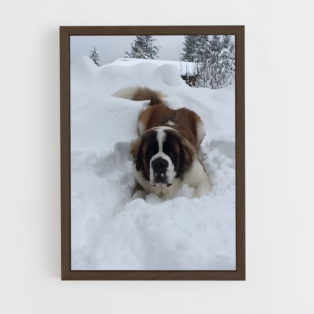 ap-saint bernard-1 cadre Bois foncé