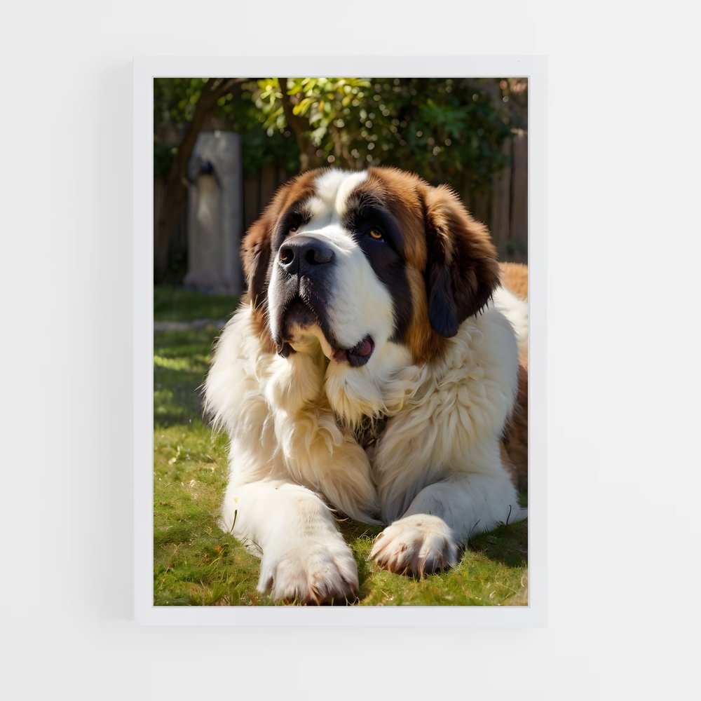 ap-saint bernard-3 cadre Blanc