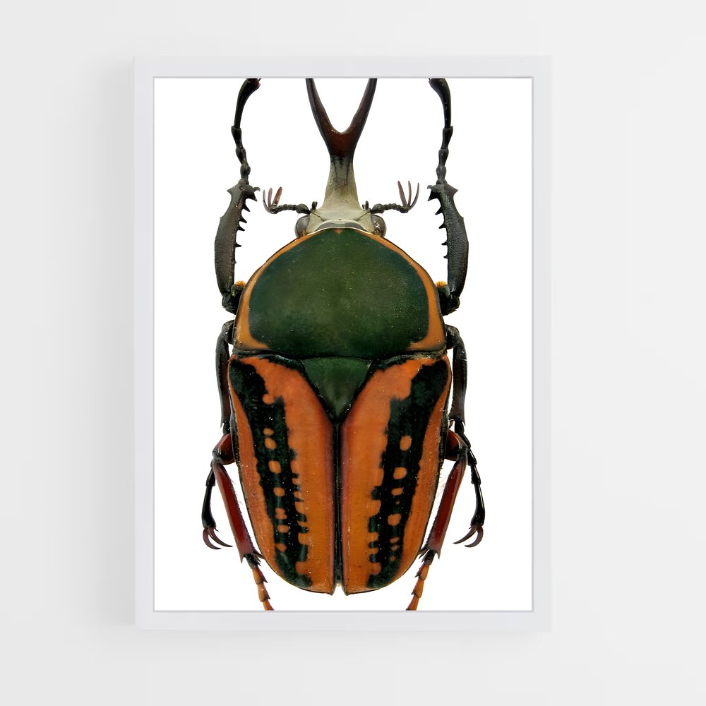 ap-scarab-6 cadre Blanc