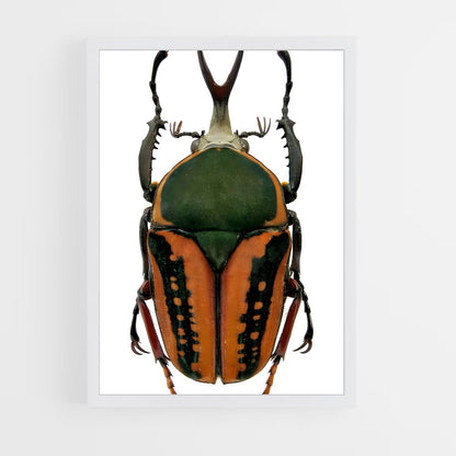 ap-scarab-6 cadre Blanc