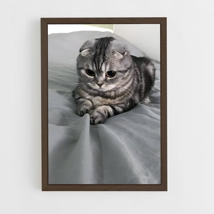 ap-scottish fold-2 cadre Bois foncé