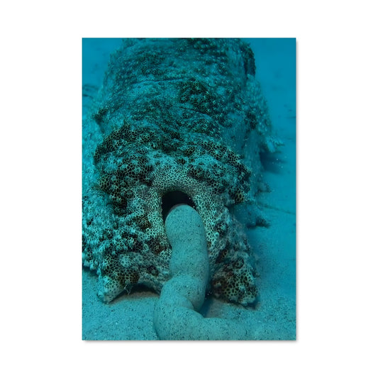 Poster Octopus Dream