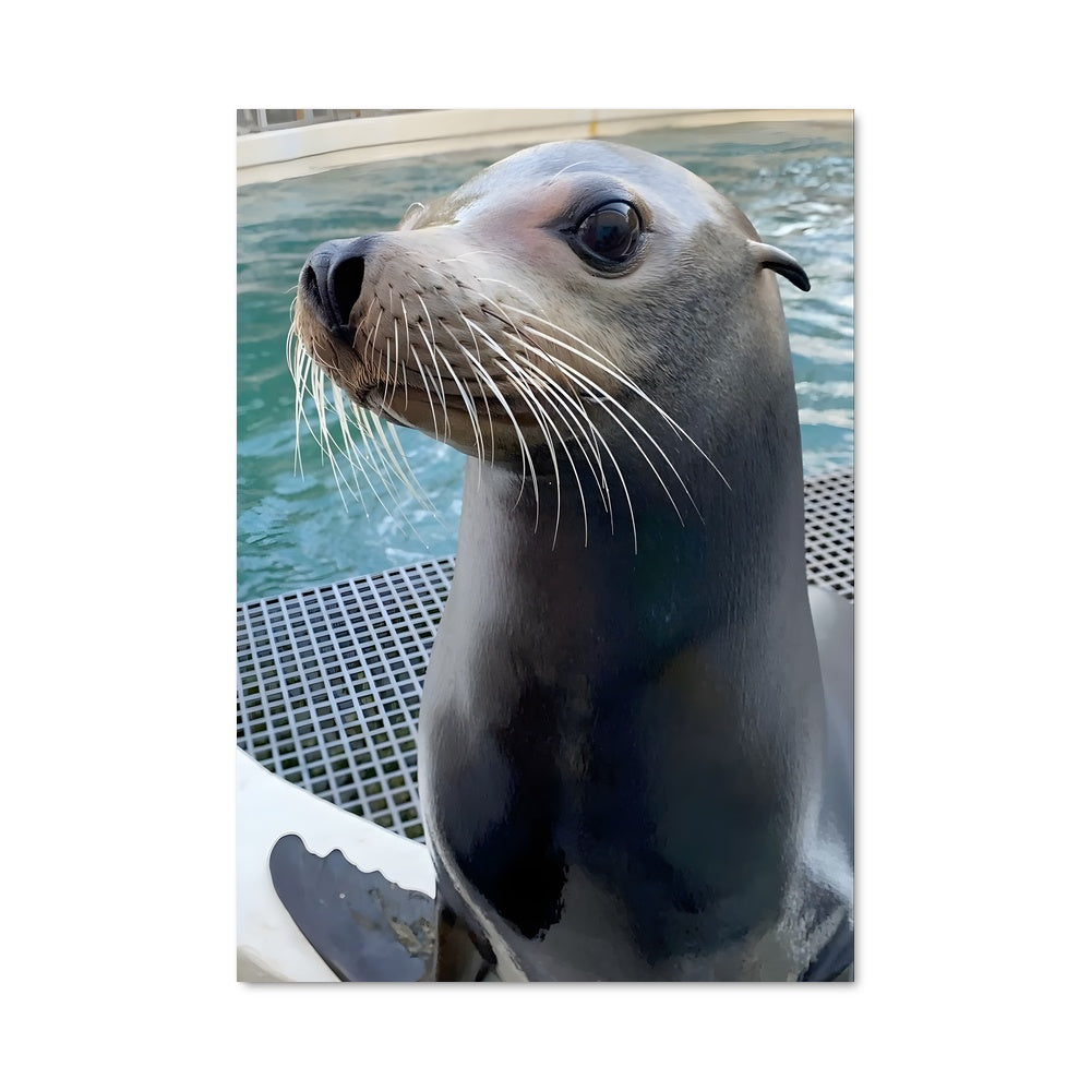 Poster Sirène des Eaux