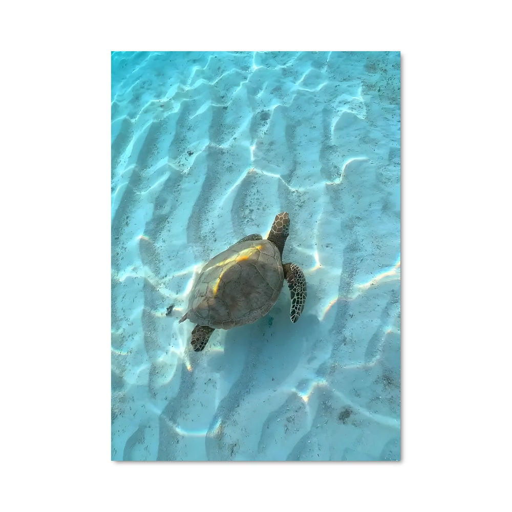 Poster Sea turtle 84314