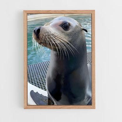 ap-sea lion-3 cadre Bois clair