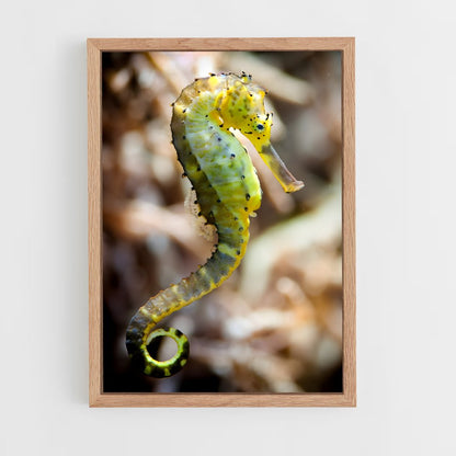 ap-seahorse-7 cadre Bois clair
